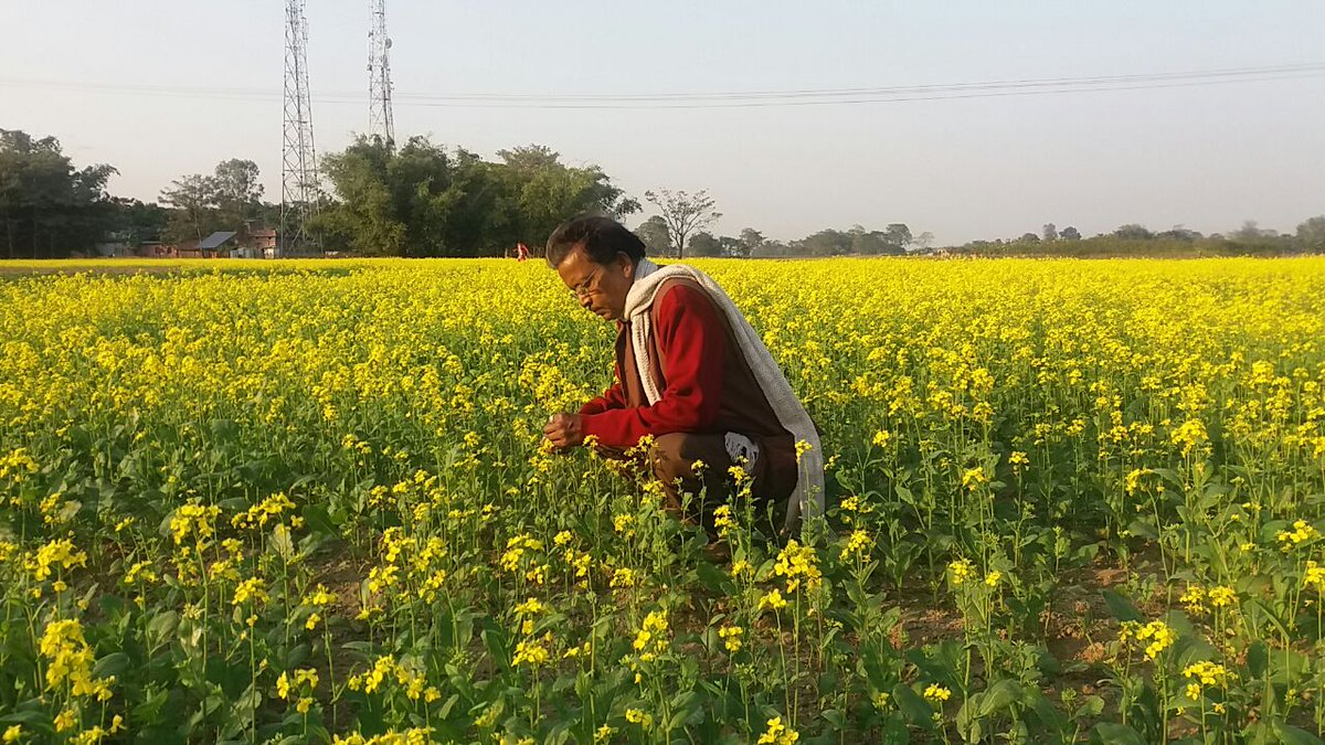 drppsinha's tweet photo. Sarso ke khet me Aphids (kira) ka inspection karte hue.Dr.P.P. Sinha,Bhadurganj Kishanganj,Bihar. https://t.co/IhhJByp8q0