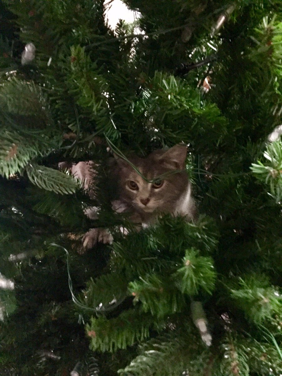 FibroShilo's tweet photo. Nice try w your faux tree idea, Human 😼 #CatsVSChristmasTrees #XmasTreeToppers #CatsOfTwitter #HappyHolidays #ChristmasWeek https://t.co/Kf8PwoxWhC