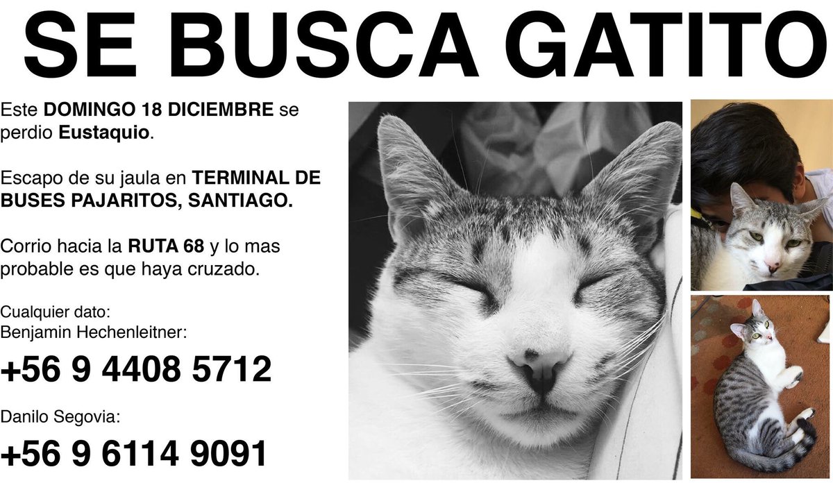 Segoviadanilo's tweet photo. Se busca mi lindo minino 😪 @sitiodelsuceso @metrodesantiago #santiago #sebusca #adopcion https://t.co/XSQ1InLaKQ