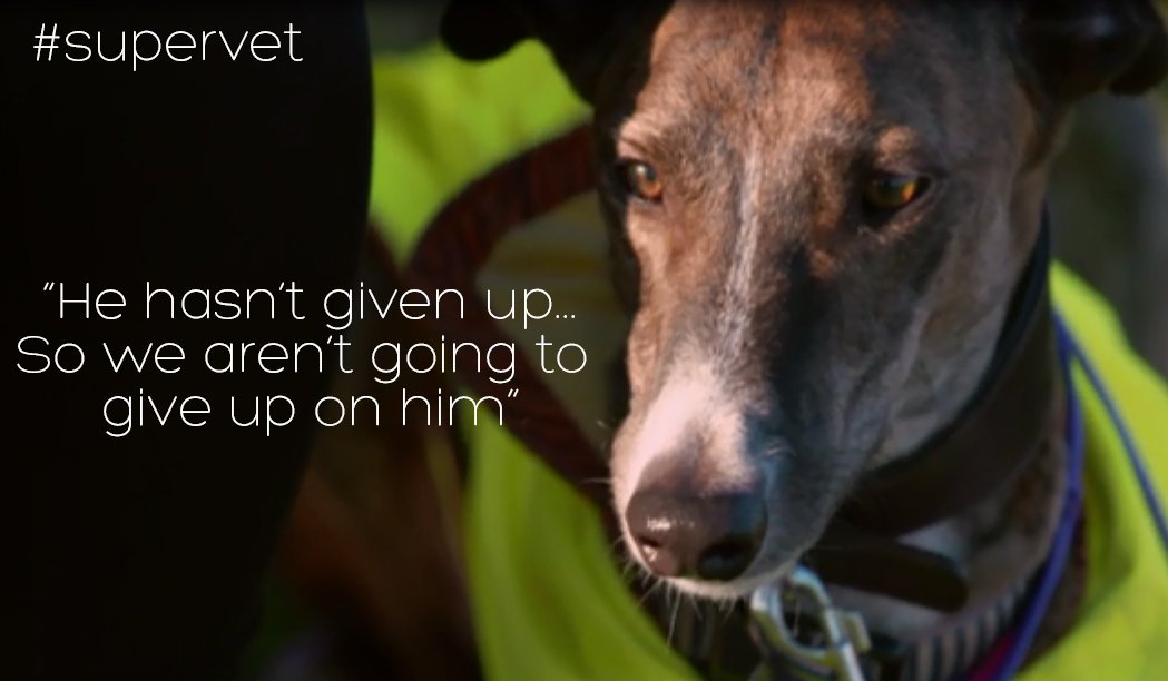 ProfNoelFitz's tweet photo. Tomorrow night Noel offers rescue dog Maxi a lifeline but they face a long journey if he is to find a new family this Christmas... #supervet https://t.co/9da5dw15bP