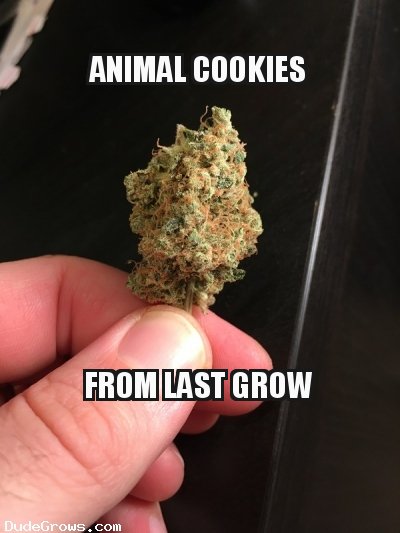 DudeGrows's tweet photo. Jaamon's Animal Cookies have such a beautiful color #danknugs #growers #realdgc https://t.co/1Bb55CvBL7