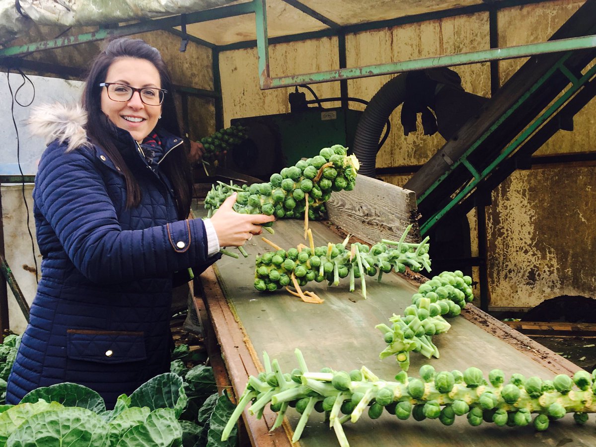 EllenMaryGarden's tweet photo. I'm off down the farm tonight with @MustardTV & cooking up the #sprout harvest @norwichpyo 6.30pm! ππ» #localtv #norfolk #plot2plate https://t.co/WfLAs5gsBj