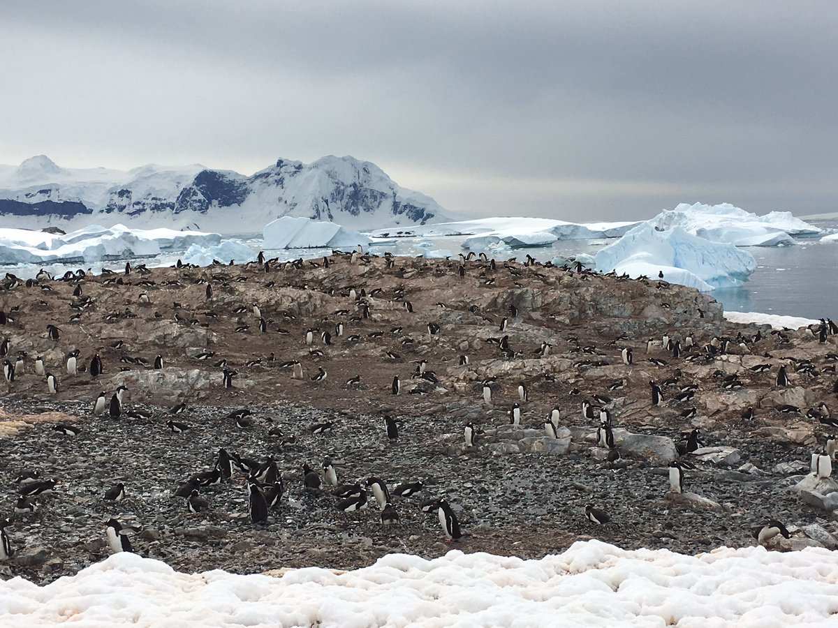 AngGrll's tweet image. So many penguins so little time. @g_expedition