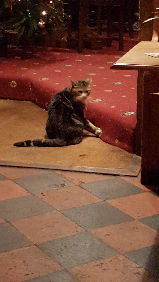#pubcat is missing. Last seen here 10A/M on Sat 17th. #lostcat missing his open fire
