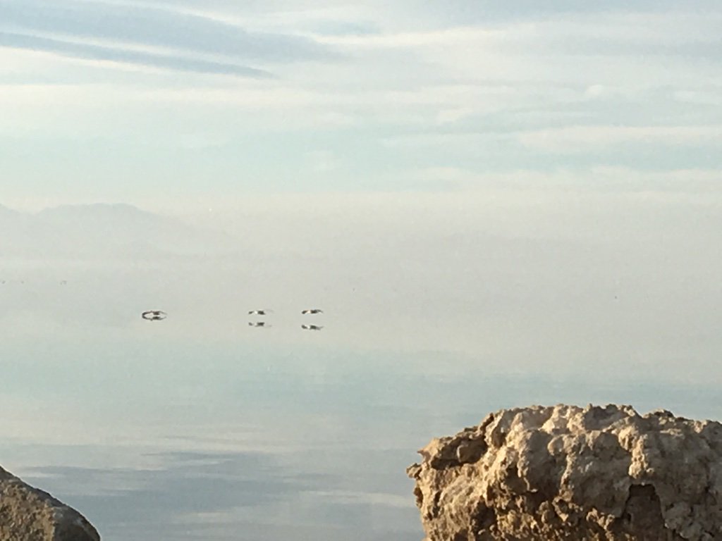 MuseumCoyote's tweet photo. Even #coyotes like to take a day and watch the birds. #SaltonSea #desertadventures @Visitsaltonsea https://t.co/BsDSpfSOto