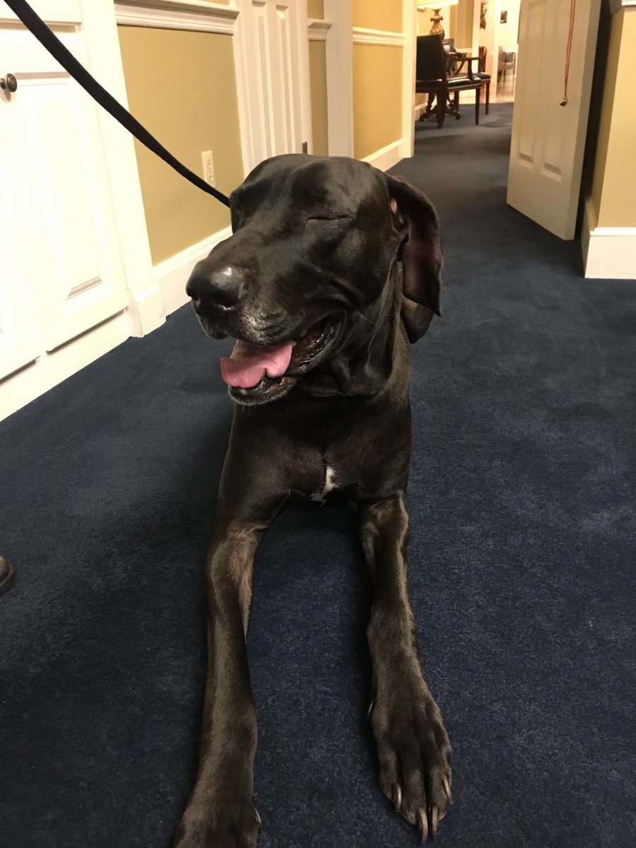 MWCBanker's tweet photo. Great Dane https://t.co/qtZ9YXNZfz