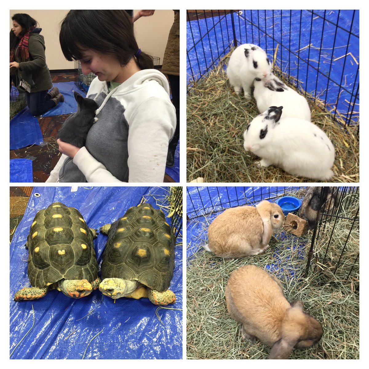 QCToday's tweet photo. #bunnies & #turtles hanging out at QC today. #qcfw https://t.co/7gVYsM3qDM