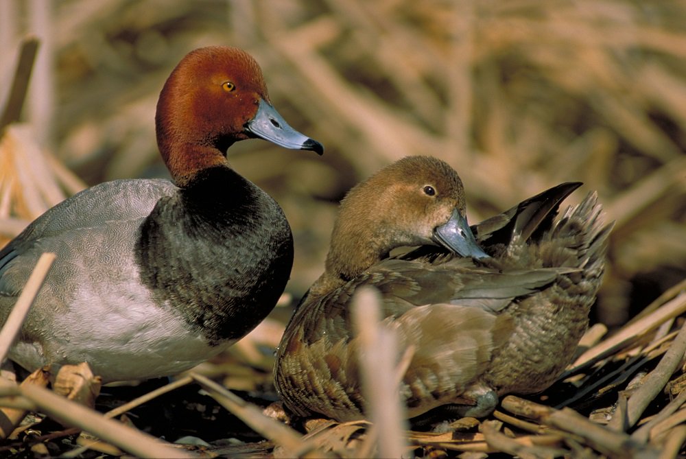 ducanada's tweet photo. Dec #bird #facts: DYK redheads are expert gifters, regularly laying eggs in other ducks' nests? RT &amp; you could win a DUC calendar! #surprise https://t.co/j77UOb6KCk