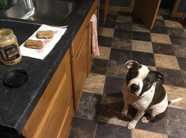 DogforDog's tweet photo. When you have the best mom ever that makes you special peanut butter sandwiches #DOGforDOG #DOGSBUTTER #POUNDforPOUND
Photo by @turtly_23 https://t.co/ZgdBFuUw7a