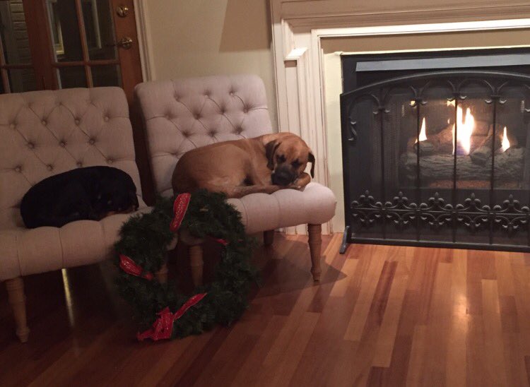 RXpetvits's tweet photo. The calm before the holiday storm #Holidays #Veterinarymedicine #puppiesoftwitter #mondaymotivation #health #cozy https://t.co/rWym80iGhb