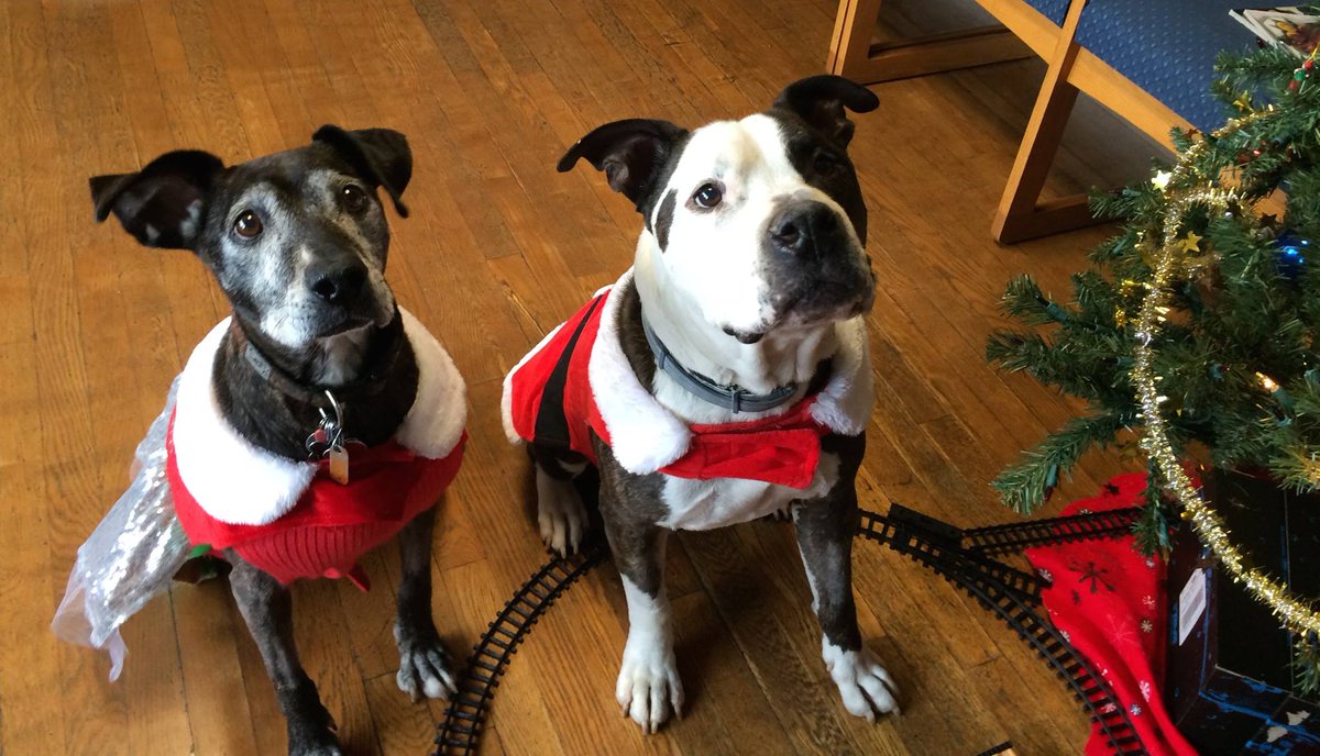 MainSt_Vets's tweet photo. Santa &amp; Mrs Claus reminding u this is last week for Shoebox 4 Shelter pups program. See flyer for details #blacksburg @BlacksburgStuff https://t.co/3lUNVeAlM3