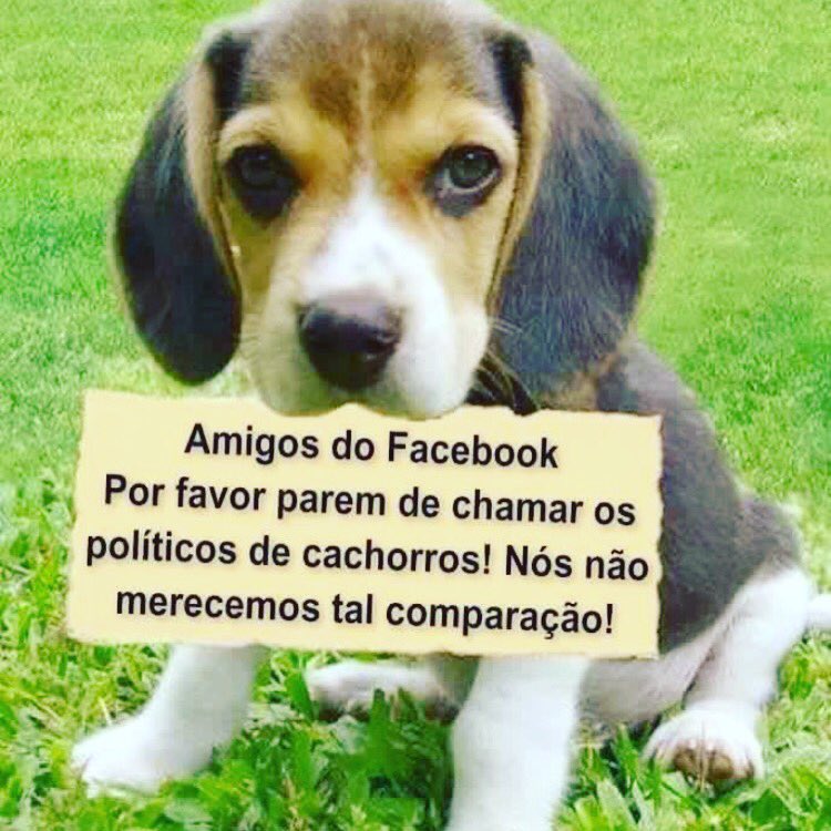 anabeatrizpsi's tweet image. Para os amigos do Twitter, face e Instagram!!! Por favor !!!🐶🐶🐶🙏🙏🙏