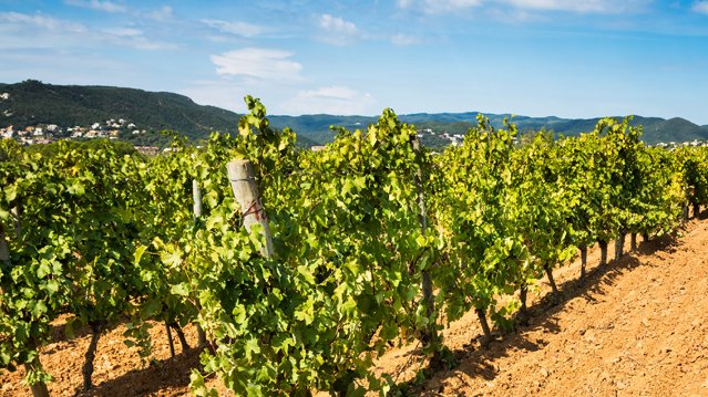 [REPORT] Catalan Wines: Opening up to new markets catalonia.com/en/trade-with-… cc <a href="/WeineKatalonien/">Weine aus Katalonien</a> <a href="/catalanwinesusa/">Catalan Wines USA</a> #wines #Catalonia #trade