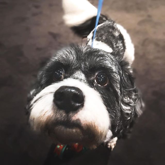 Welcome home, Henry! 🐾 #provenancehotels #petfriendlyhotel #hotellife