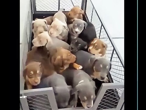 TheFunBuzz's tweet image. youtu.be/KUvFpHcRh5Y ►►TRY NOT TO LAUGH-Funny Animals Fails Compilation ★2016★