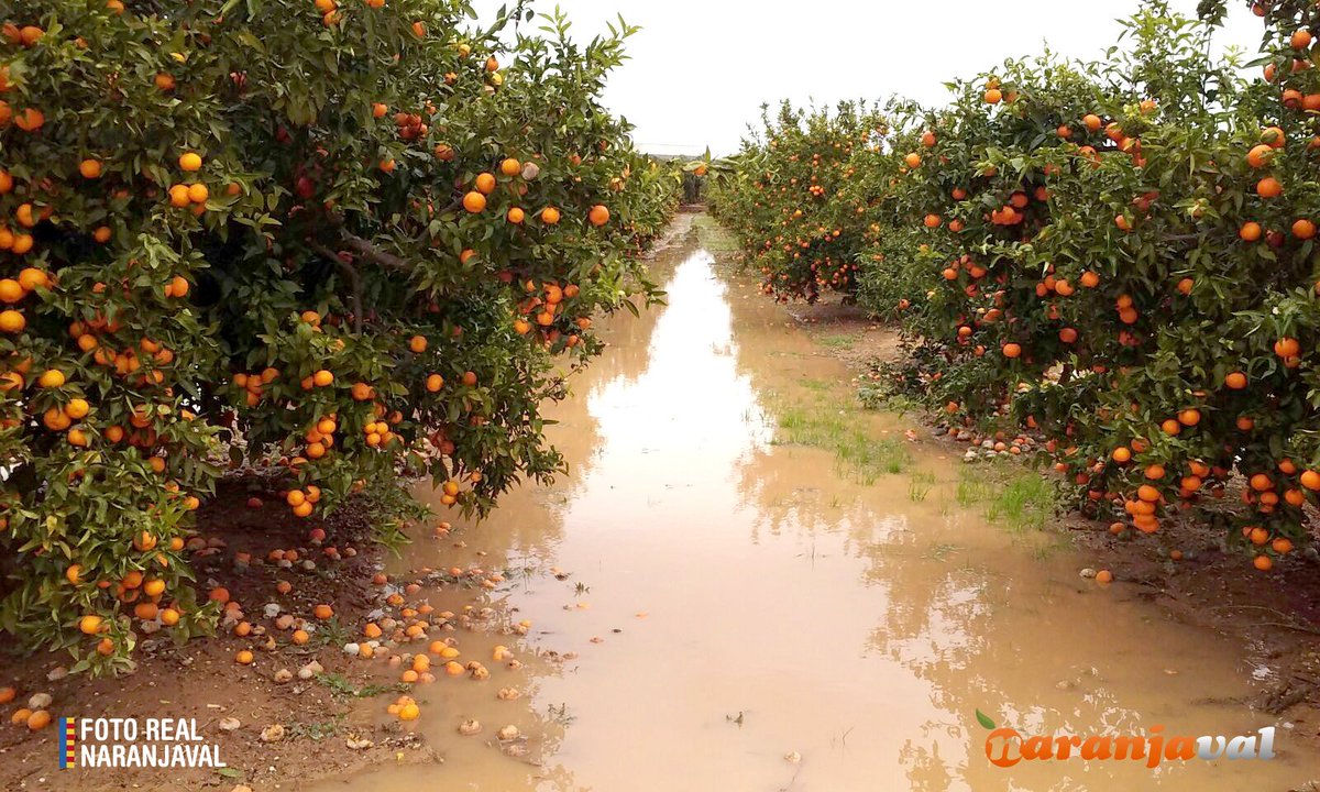 Por culpa del temporal sufrido estos días, decimos adiós a las #mandarinas de este año... :( Menos mal que aún nos quedan #naranjas #Lluvias