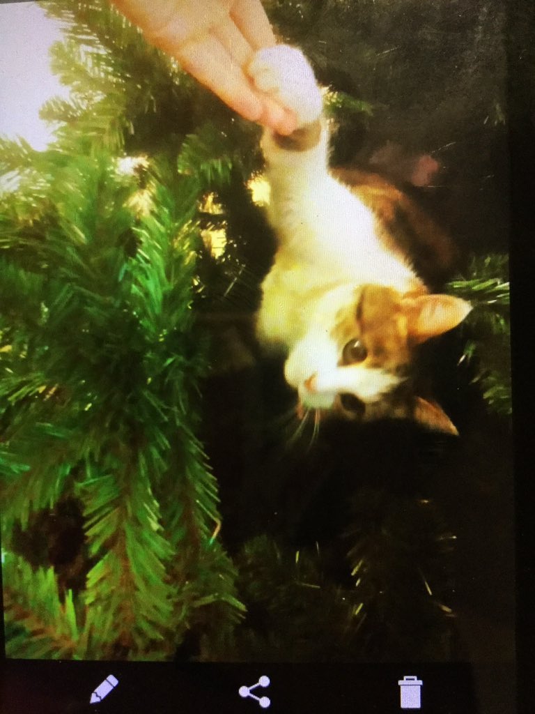 Petitemerde21's tweet image. #Xperiaxmas voici une vraie photo de mon chat dans le sapin. Cette photo est ma plus belle photo de Noël!❤️