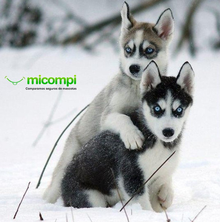 MicompiCom's tweet image. Seguro para Perros 9€