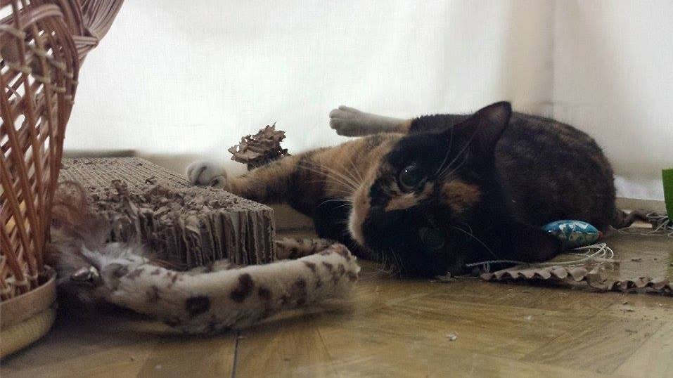 SocImages's tweet photo. Soc't @lisawade reflects on the role a stray cat played in her community: https://t.co/JL5Hwi8QwQ
#socnetwork #sochousing #socanimals https://t.co/tjTuQYc87j