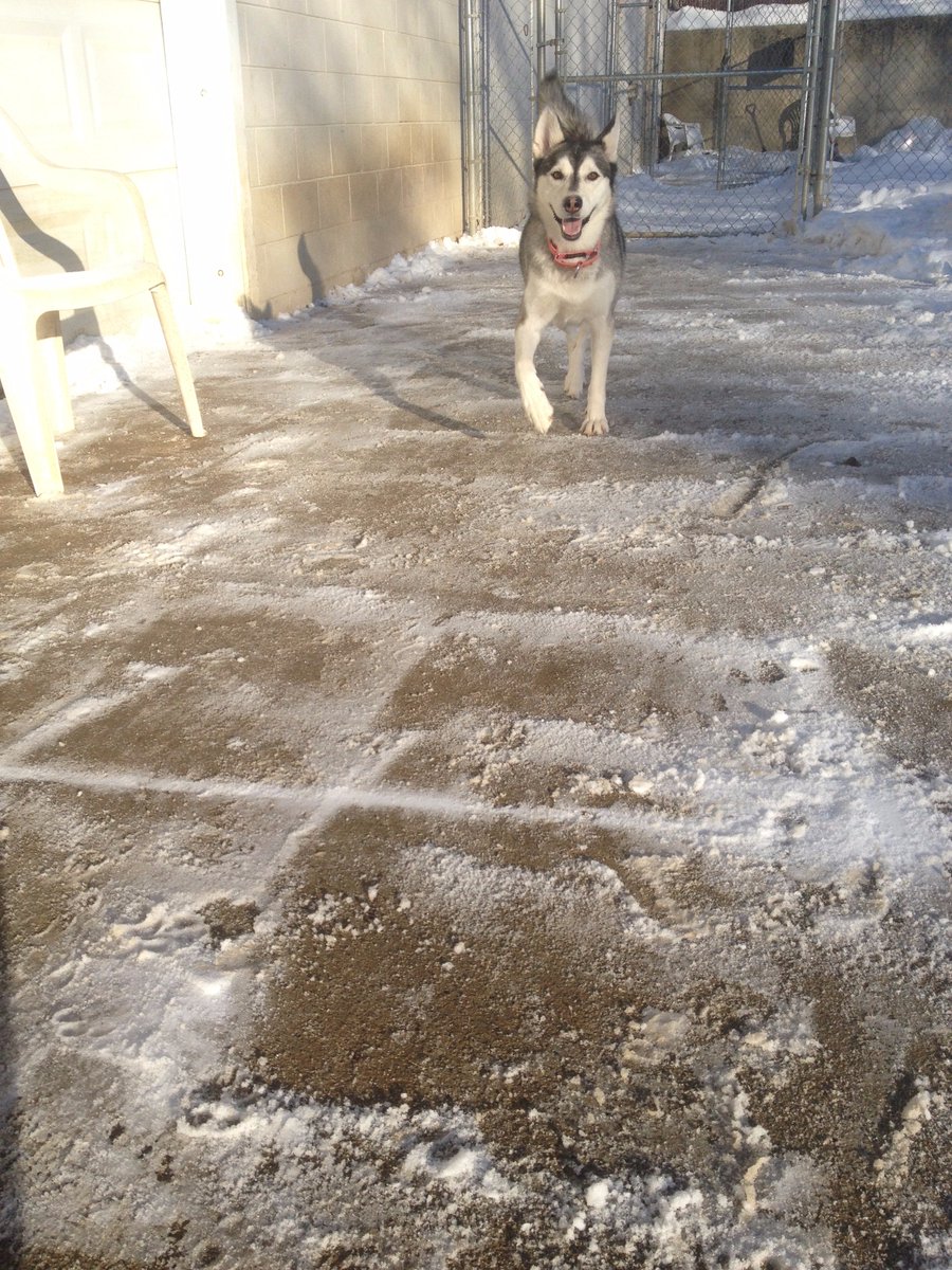 BarkTownUSA's tweet image. Perdy is all smiles today!