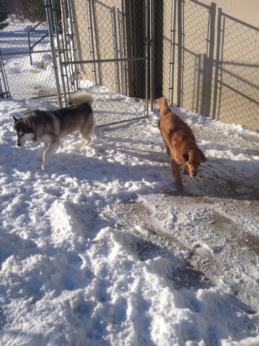 BarkTownUSA's tweet image. Rosie and Pongo get ready to race