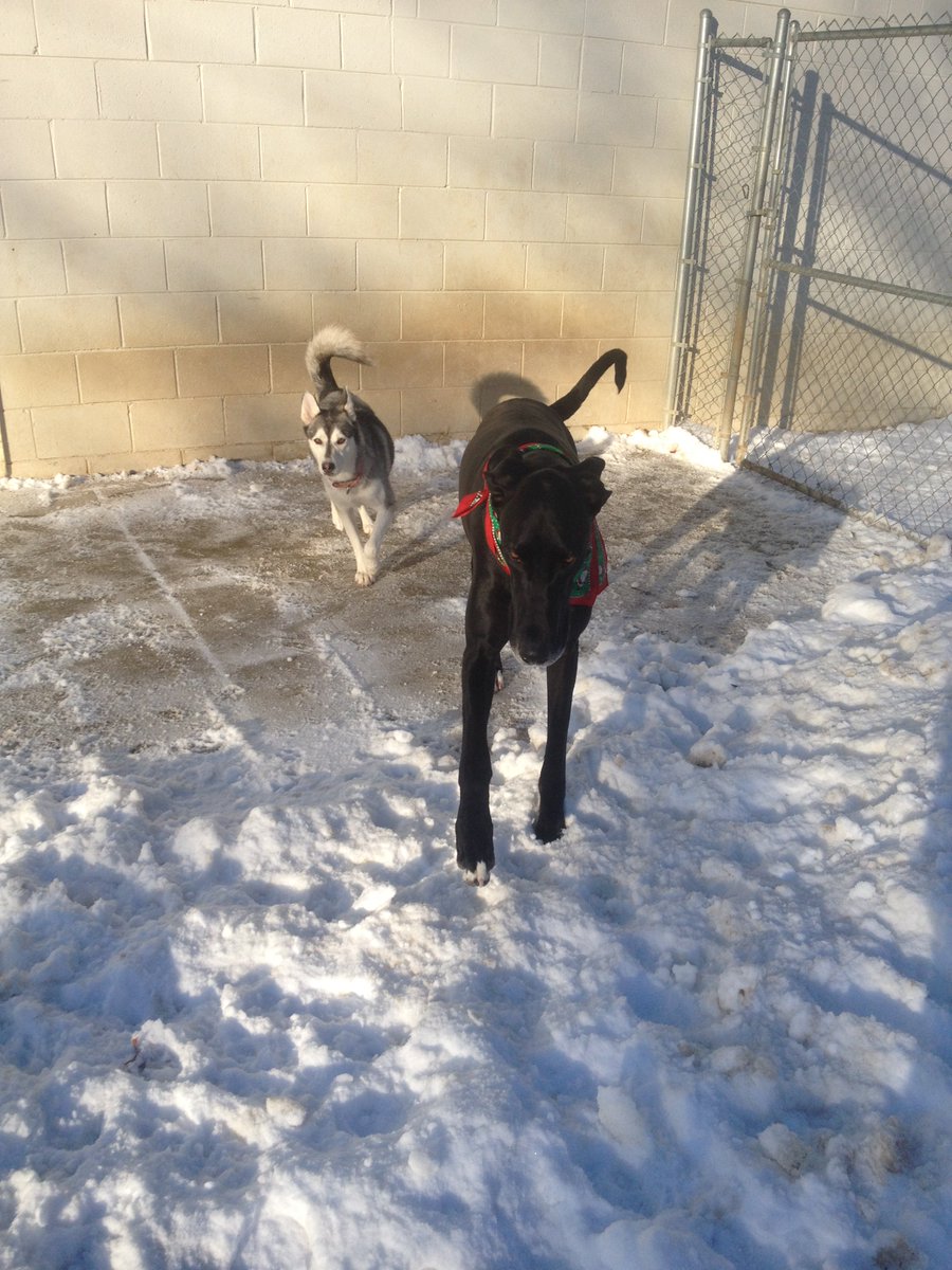 BarkTownUSA's tweet image. Perdy and Zeus race off