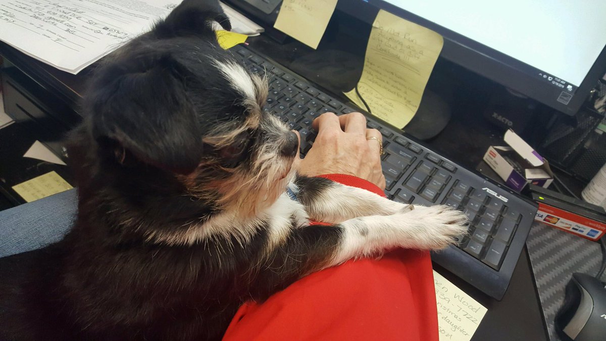 SpfldSKDT's tweet photo. Bobby is taking his front desk #internship very seriously. https://t.co/wZat0E82kR