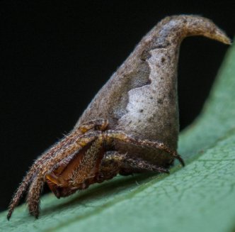 RnfrstAlliance's tweet photo. This spider looks like #Hogwarts sorting hat &amp; was named after #HarryPotter character! https://t.co/NPduAbWRr4 @HuffPostUK #FantasticBeasts https://t.co/owRQNAEvkG