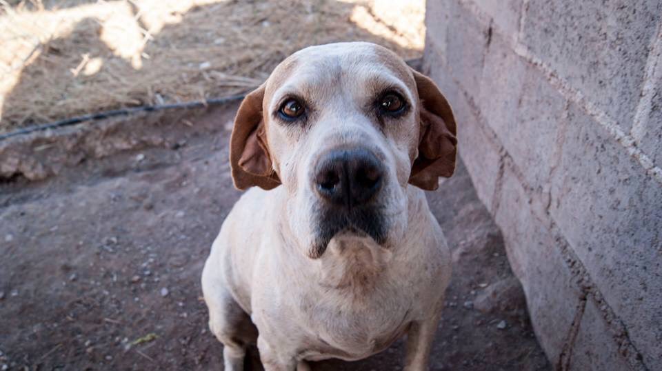 Nati (9 años. Ciudad Real) busca dueño. Cariñosa, activa, sociable con perros. Contacto 633278771
facebook.com/anabel.larrein…