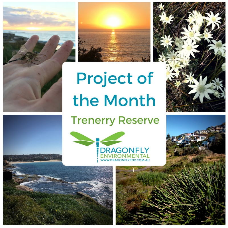 DragonflyEnv's tweet photo. Dragonfly Environmental has been performing bush regeneration for Randwick City Council for our Project of the Month https://t.co/RxGjhLj8JW https://t.co/domcPwXoyp