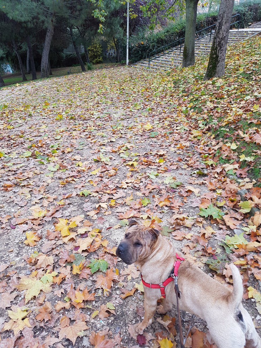 Belenyiya's tweet photo. Qué enamorada estoy!!! 😊
#amorperruno #mibichillo #Lucas #depaseoenlamañana https://t.co/qmCLzUP1Mb