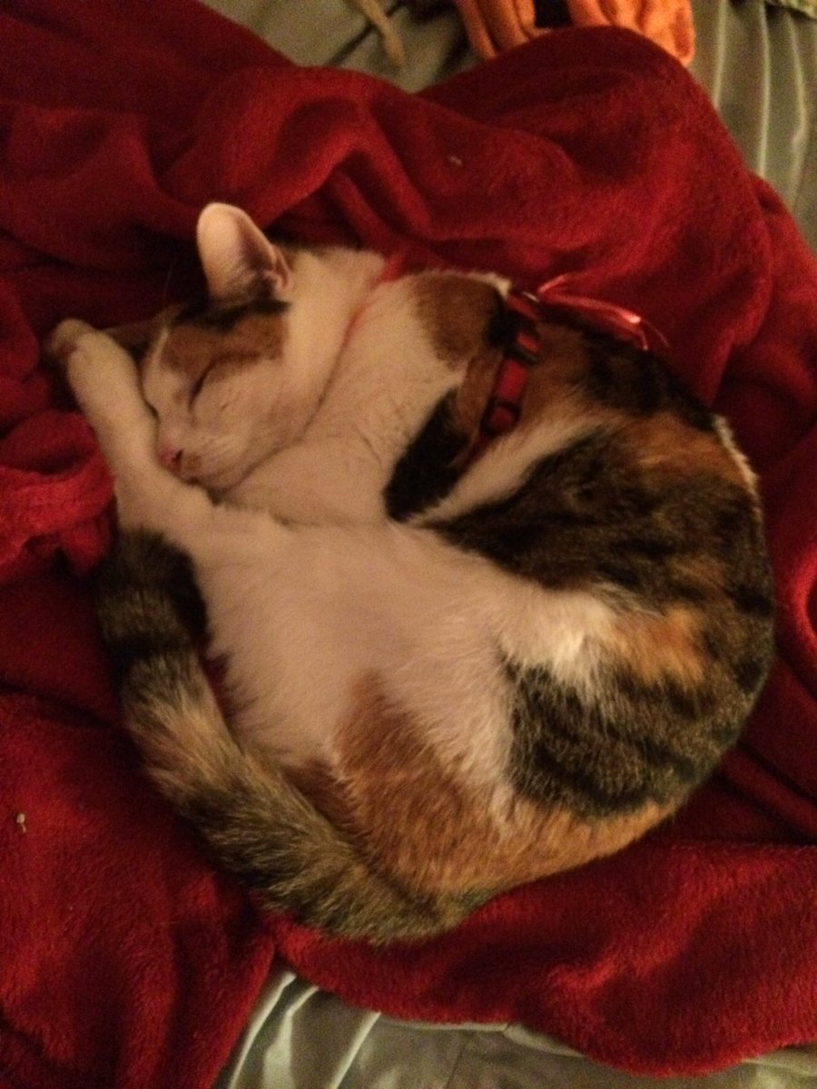 Muffin_is_Boss's tweet photo. I'm all done tumbling. Time for another nap!😹 https://t.co/o9GJNesjXE
