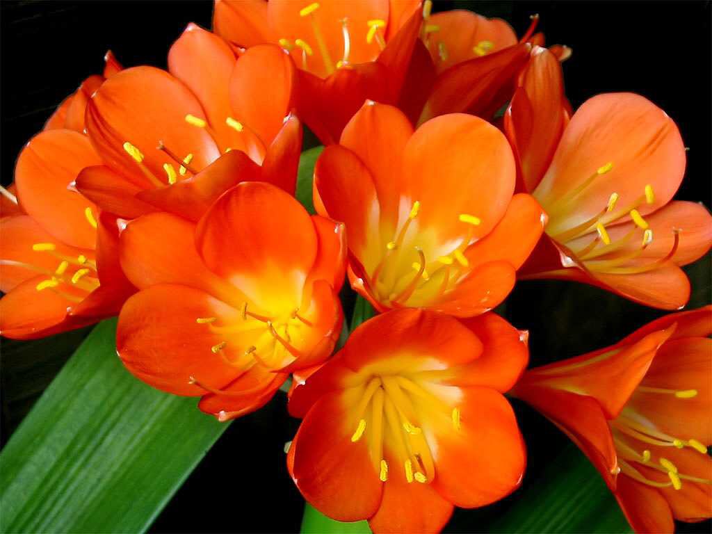 もも おはようございます 12 誕生花 クンシラン 花言葉 望みを得る 別名クリビア ヒガンバナ科の多年草 渡来した明治の頃には万年青のように葉を楽しむ植物として古典園芸植物に分類されていました 花は春ですが 晩秋から冬にかけては赤い実