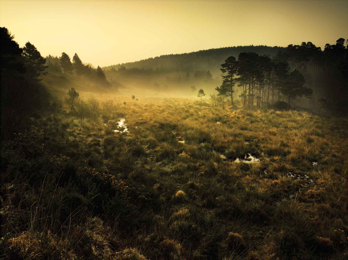 ClintonDevonEstates (@clintondevon) on Twitter photo #Volunteer this Weds with us @ SY042852 followed by a #Christmas drink! Your support helps protect the beautiful <a href="/PebblebedHeaths/">Pebblebed Heaths</a> #wildlife #Volunteer this Weds with us @ SY042852 followed by a #Christmas drink! Your support helps protect the beautiful <a href="/PebblebedHeaths/">Pebblebed Heaths</a> #wildlife