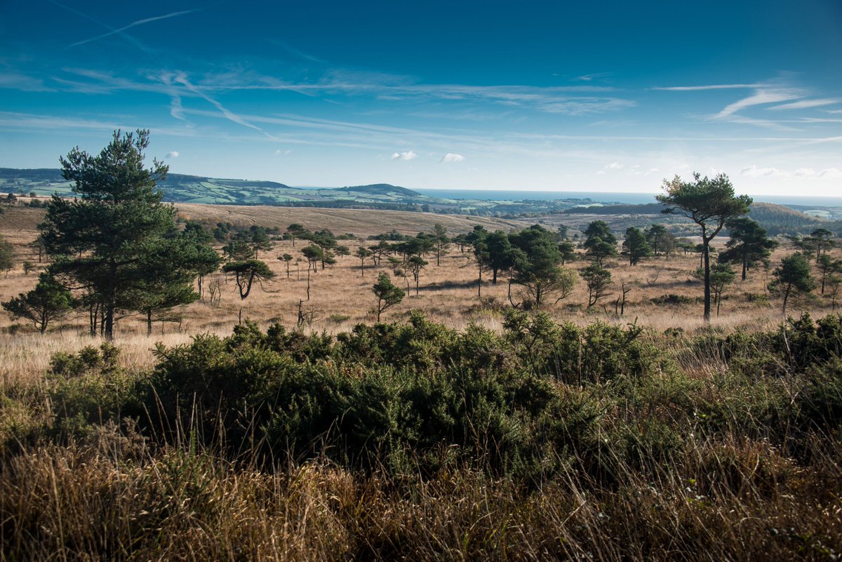ClintonDevonEstates tweet media