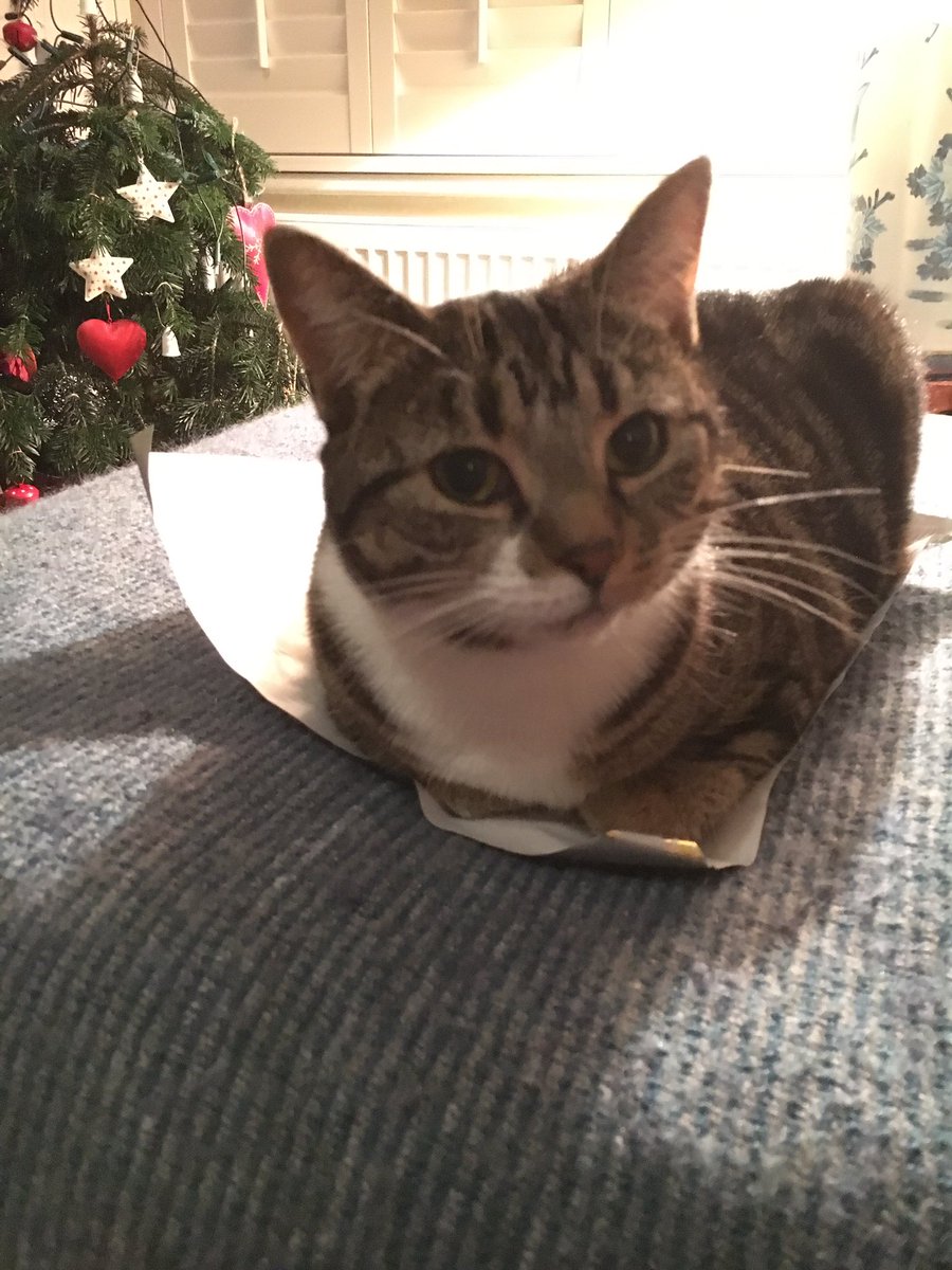 migummog's tweet photo. I have now been sat on this wrapping paper for two days and every time the staff try & move it I jump back on it #wrappingcat #CatsOfTwitter https://t.co/RFMk1moKLw