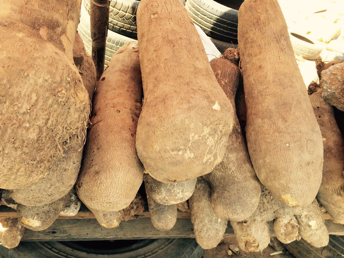 AceDynamics's tweet image. Come and get your YAMS...
No Kwarapshun
No EFCC
😀 #LetsTalkAgric