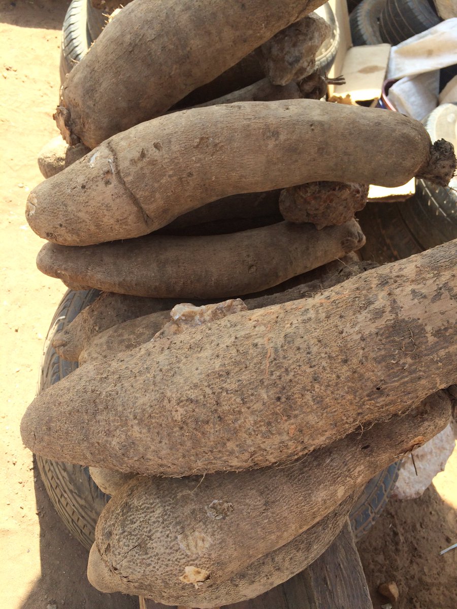 AceDynamics's tweet image. Come and get your YAMS...
No Kwarapshun
No EFCC
😀 #LetsTalkAgric