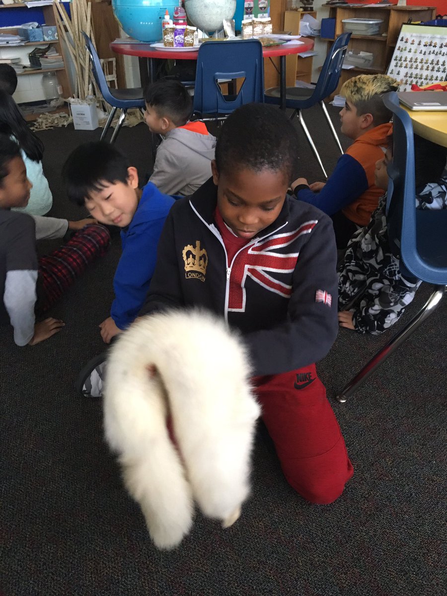 MrOScience's tweet photo. Amazing visit by wolf expert Lauren Hennelly! @SkokieSD69 @STEMD69 #wolf #wolfexpert #indiawolves https://t.co/2vNJIaLYdU