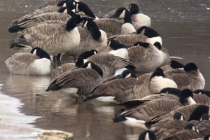 DeerHuntingJour's tweet photo. OutdoorNews: Using #Internet and #BirdBandingLab to solve bird “mysteries.” https://t.co/csmK6XrR9W https://t.co/CFDrYkaTTE