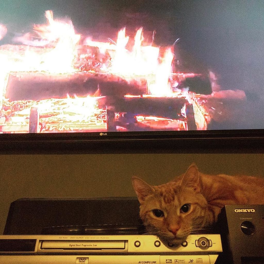 mrharperkitty's tweet photo. Relaxing in front of the digital fire. #catsofinstagram #holidayseason https://t.co/WwC193mMt1