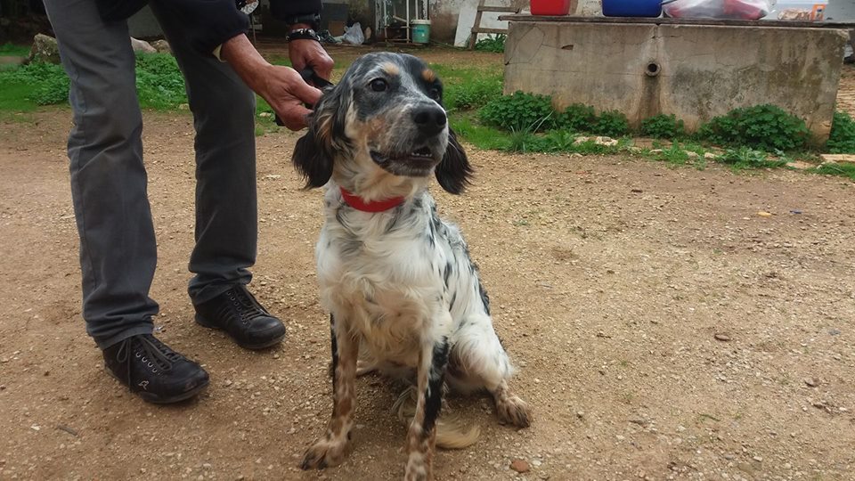 DogsTinyShelter's tweet image. Ronni "Hi aunty #IsabelSearle I am so comfy and warm with my new mommy x" thank you #JanetRogers by @DogsTinyShelter facebook.com/isabel.searle.…