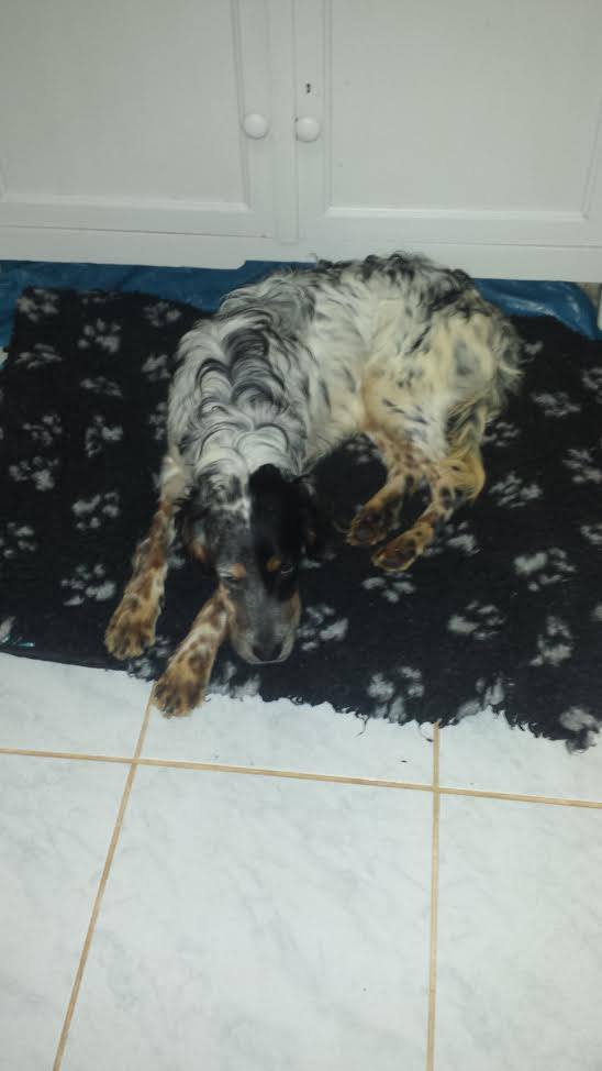 DogsTinyShelter's tweet image. Ronni "Hi aunty #IsabelSearle I am so comfy and warm with my new mommy x" thank you #JanetRogers by @DogsTinyShelter facebook.com/isabel.searle.…