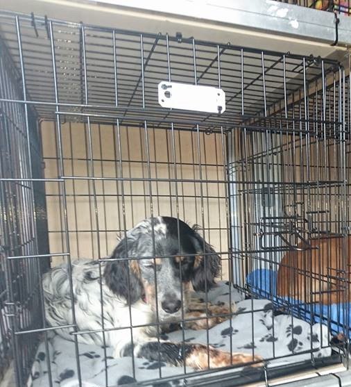 DogsTinyShelter's tweet image. Ronni "Hi aunty #IsabelSearle I am so comfy and warm with my new mommy x" thank you #JanetRogers by @DogsTinyShelter facebook.com/isabel.searle.…