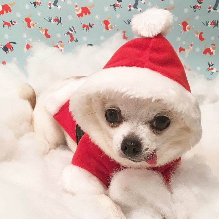 ChihuahuaIsland's tweet photo. Regram from @monsieur_gizzard - Have you been #naughty or nice, furiends? 😈😇 #santapaws, #howlidays #happyhowliday… https://t.co/jAeeMaVNwm
