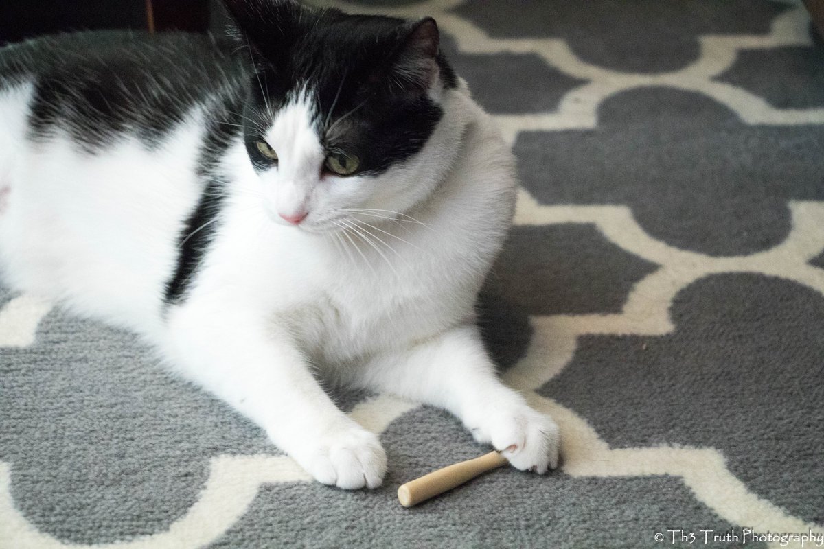 EzioTweets's tweet photo. Thanks @birdmanbats @x_Th3_Truth_x said I can have a bat too.... Said #PutSomeWingsOnIt but it doesn't taste like a bird. #KittyBat https://t.co/r7mTDMU1QZ
