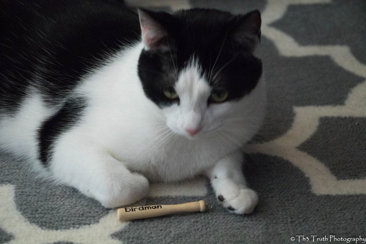 EzioTweets's tweet photo. Thanks @birdmanbats @x_Th3_Truth_x said I can have a bat too.... Said #PutSomeWingsOnIt but it doesn't taste like a bird. #KittyBat https://t.co/r7mTDMU1QZ