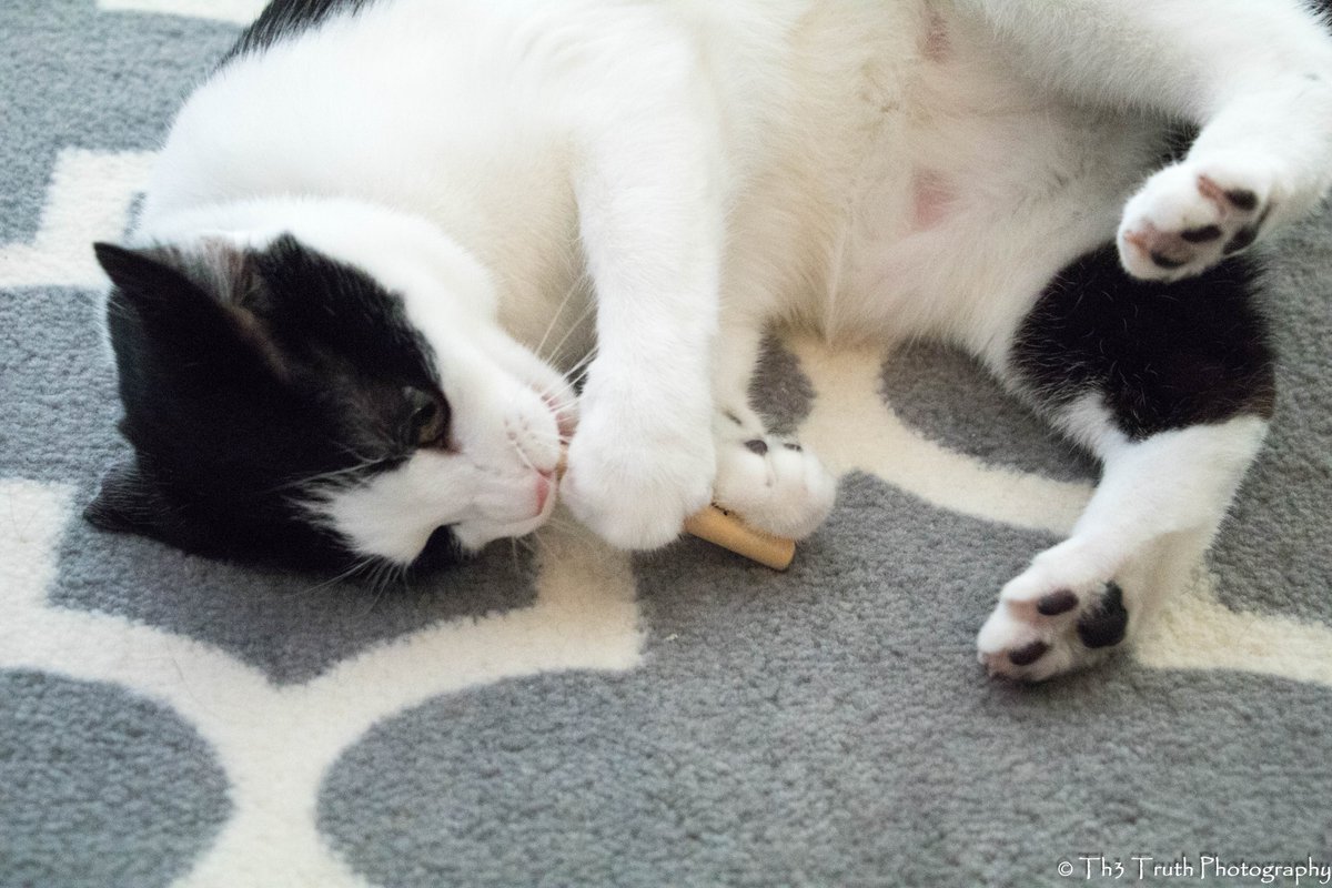 EzioTweets's tweet photo. Thanks @birdmanbats @x_Th3_Truth_x said I can have a bat too.... Said #PutSomeWingsOnIt but it doesn't taste like a bird. #KittyBat https://t.co/r7mTDMU1QZ