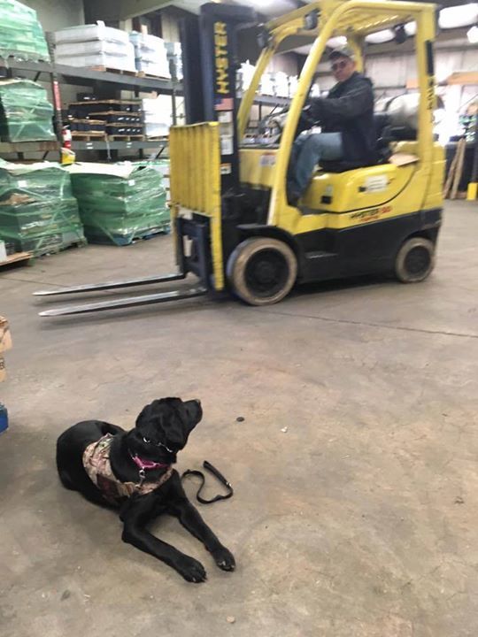 semperk9's tweet photo. Look at this noise distraction! #semperk9slizzy #servicedog #intraining #blacklab #veteranshelpingveterans #semperf… https://t.co/sVh24NcTW7