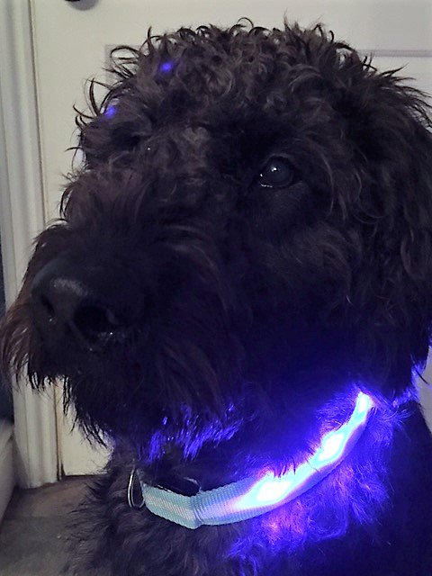 RT someone who needs one of  these rechargeable collars zeeka.co.uk  collars not doodles.#dog #dogs #dogsoftwitter #boneandyarn